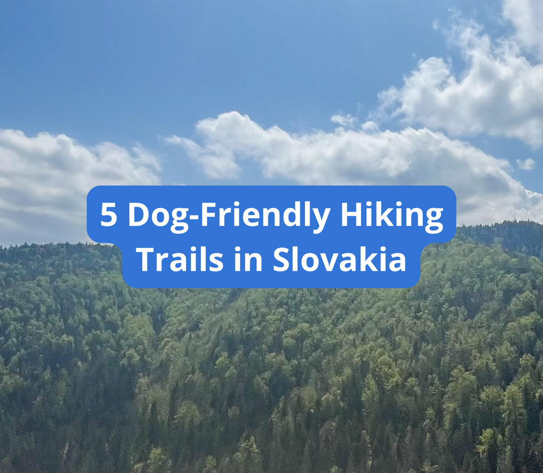 Top 5 Dog-Friendly Hikes in Slovakia You Shouldn’t Miss